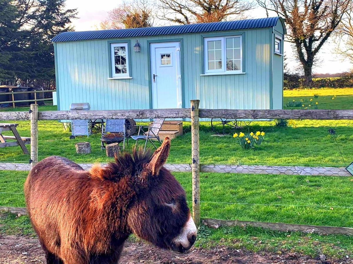 Starry Meadow & Rescued Animal Experiences Villa Great Yarmouth Exterior photo